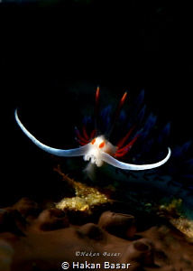 Cratena Peregrina taken with snoot . It was taken at trai... by Hakan Basar 
